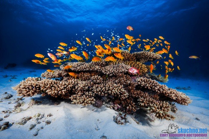 Красивые подводные фотографии (45 фото)