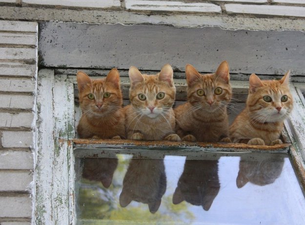 Разнопост котов (25 фото)
