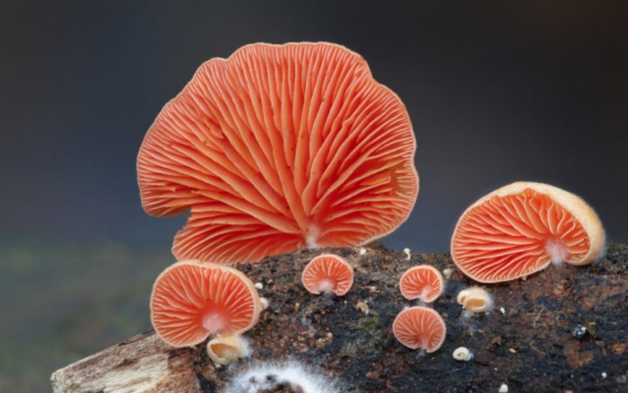 Мистический мир грибов (28 фото)