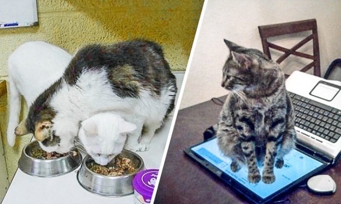 Коты, которые плевать хотели на вашу логику (15 фото)