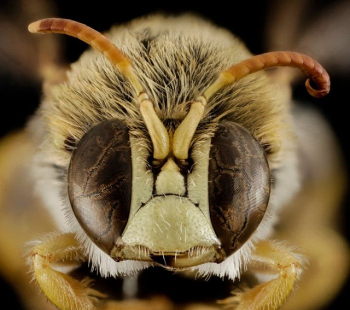 Макро фотографии глаз насекомых (25 фото)