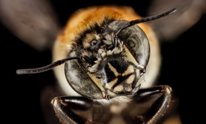Макро фотографии глаз насекомых (25 фото)