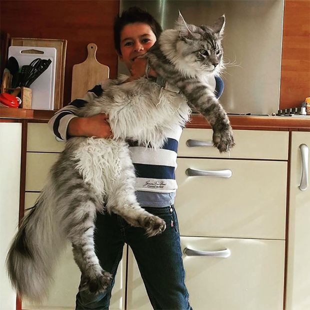 Мейн-кун - самые крупные домашние кошки в мире (29 фото)