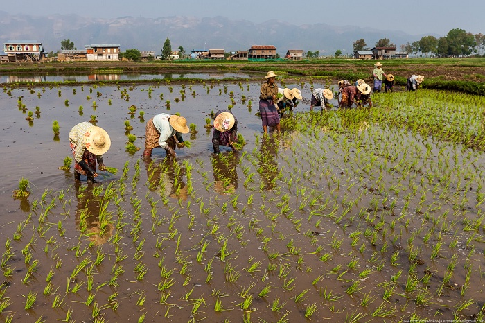 Выращивание овощей на озерах Мьянмы (33 фото)