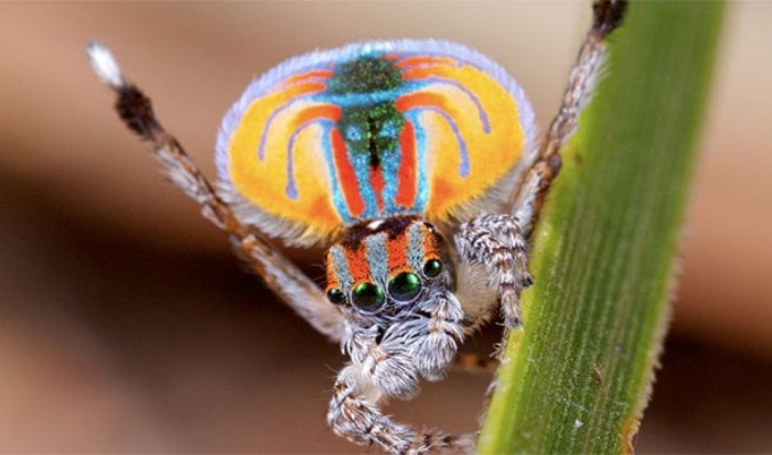 Почему пауки одновременно пугают и притягивают нас (25 фото)