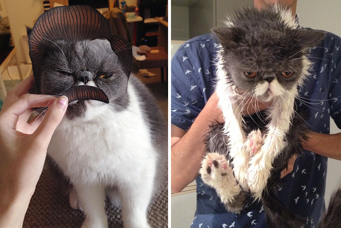Смешные фотографии кошек до и после купания (19 фото)