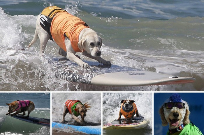 Соревнования по серфингу среди собак (30 фото)