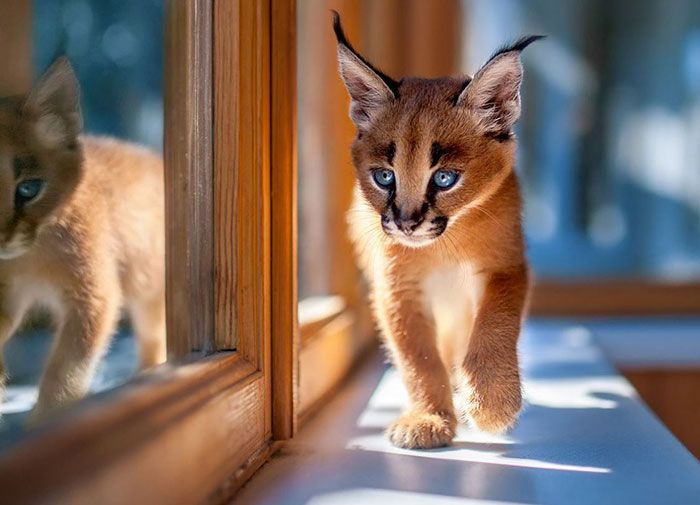 Детеныши каракала - самые очаровательные котята (19 фото + 1 гиф)