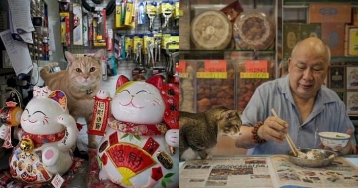 Коты в гонконгских магазинах (25 фото)