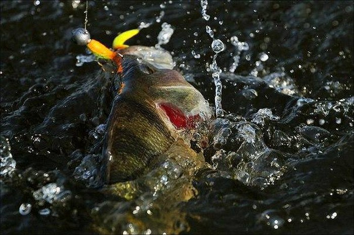 Немного о рыбалке (27 фото)