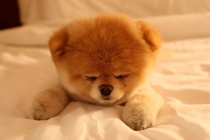 Собачка Boo - самая популярная собака (32 фото)
