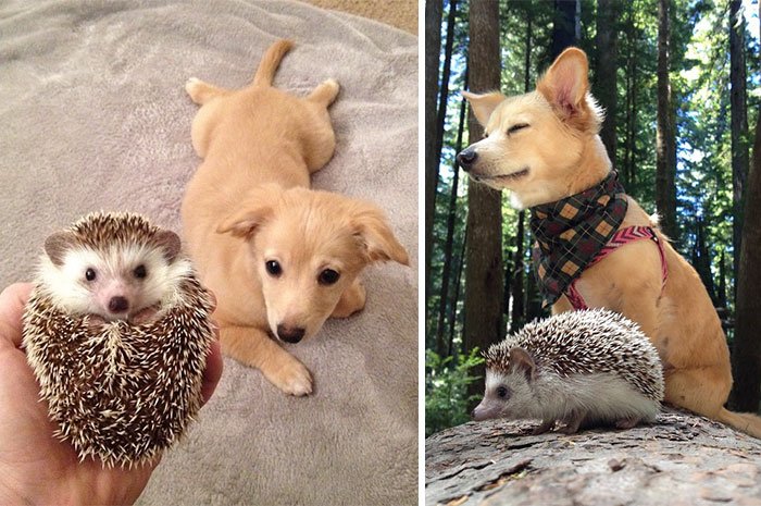 Животные, которые выросли вместе: тогда и сейчас (33 фото)