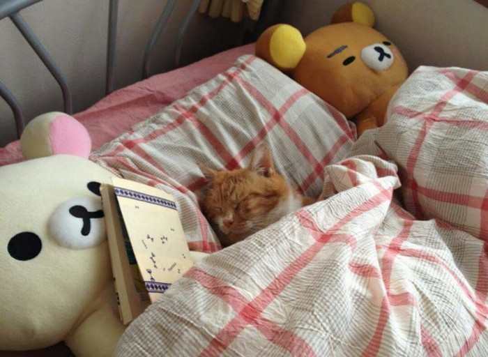 Уютные котики спят в кроватях как люди. Лучший флешмоб из Японии (13 фото)