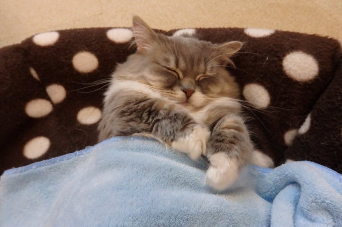 Уютные котики спят в кроватях как люди. Лучший флешмоб из Японии (13 фото)