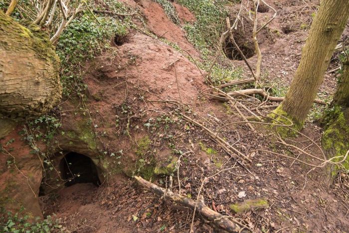 Кроличья нора 700 лет скрывала за собой вход в пещеру тамплиеров (9 фото)