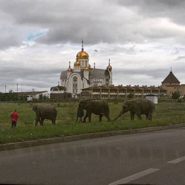 Такое вы сможете увидеть только в России (39 фото)